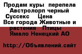 Продам куры, перепела. Австролорп черный. Суссекс. › Цена ­ 1 500 - Все города Животные и растения » Птицы   . Ямало-Ненецкий АО